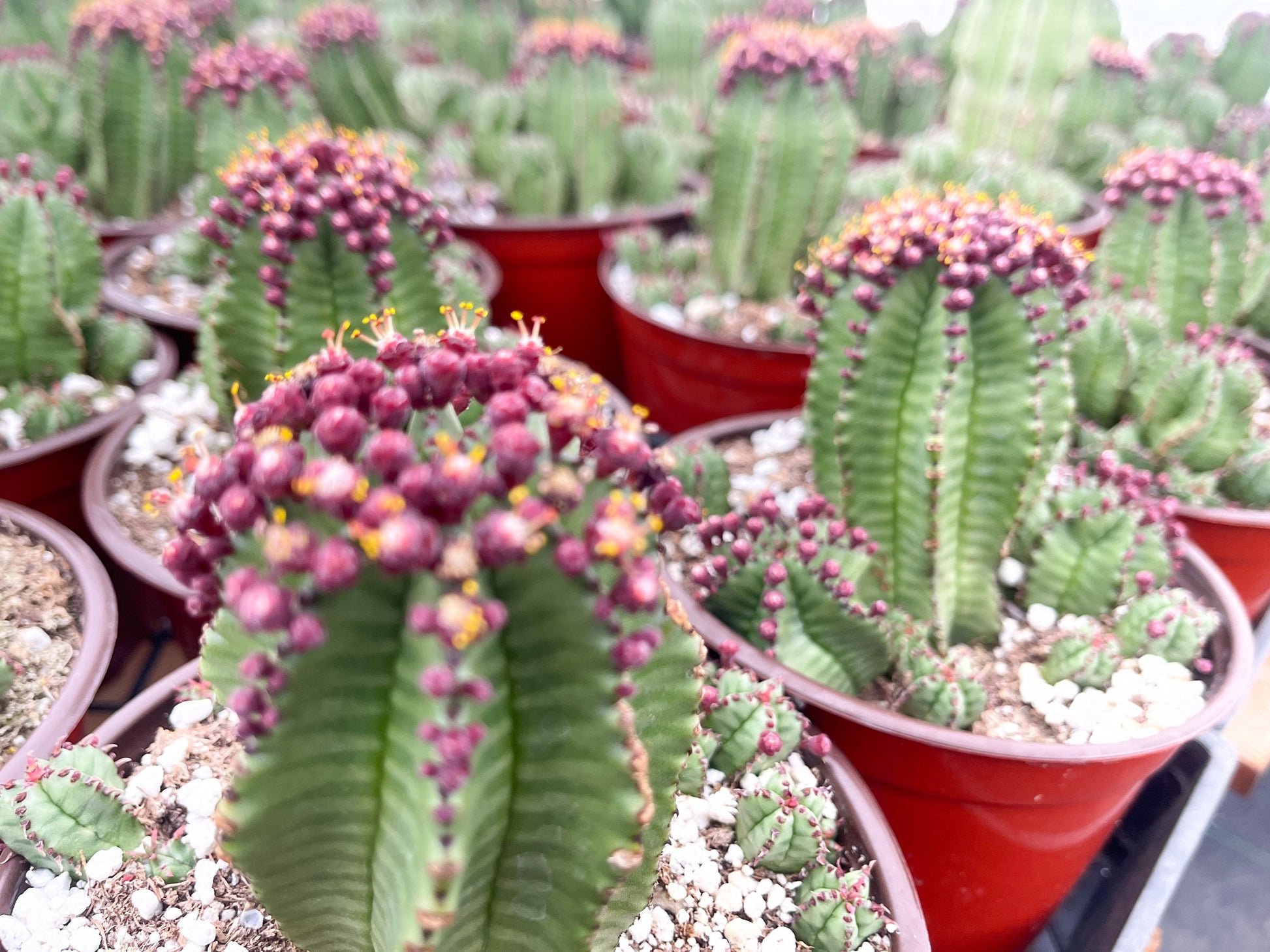 Tanzania Zipper Euphorbia Anoplia | Cactus with Pups | Rare Cactus