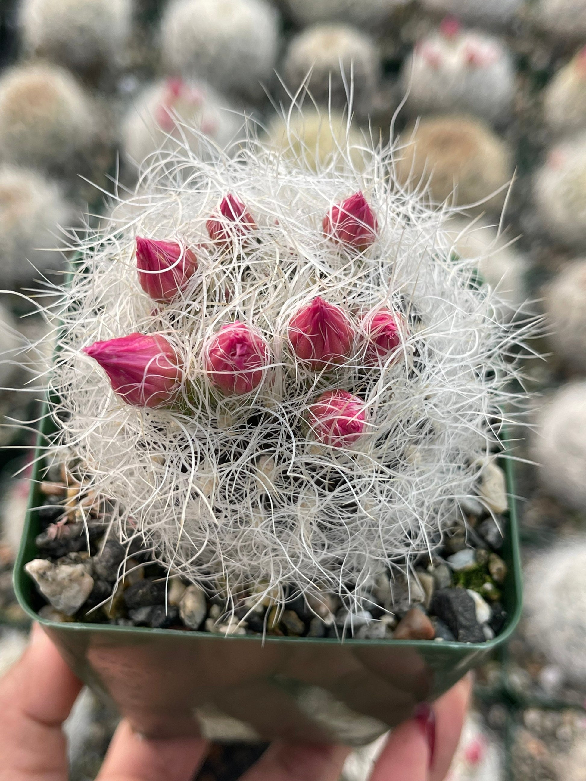 Neoporteria Nidus Senilis | Live Cactus