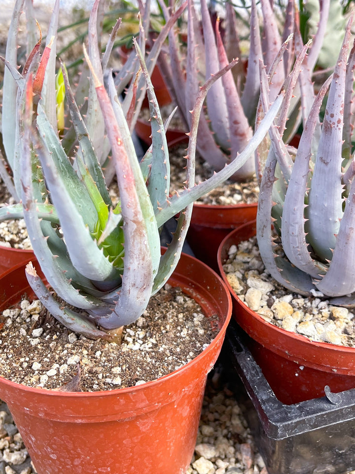 Aloe Blue Elf | Live Plant | Live Aloe