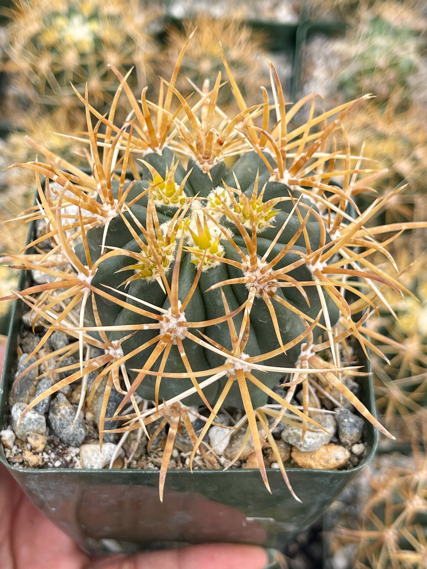 Ferocactus Chrysacanthus | Live Cactus | Live Plant