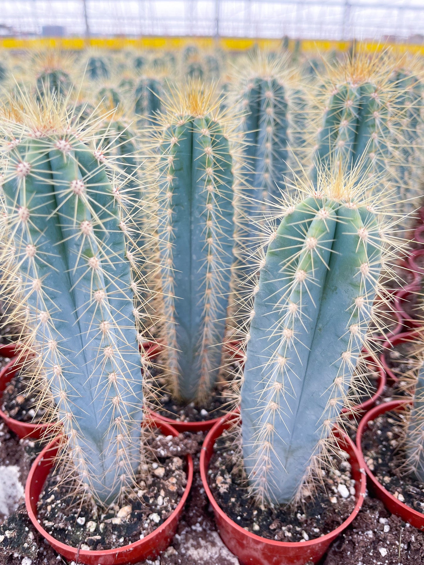 Blue Torch, Pilosocereus Azureus | Blue Cactus