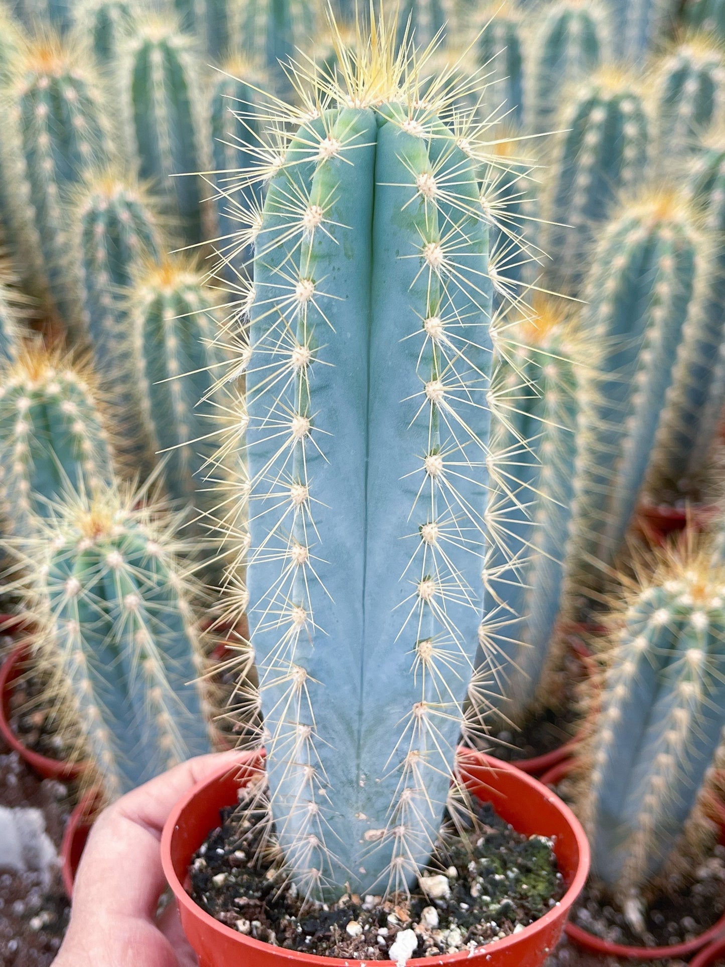 Blue Torch, Pilosocereus Azureus | Blue Cactus