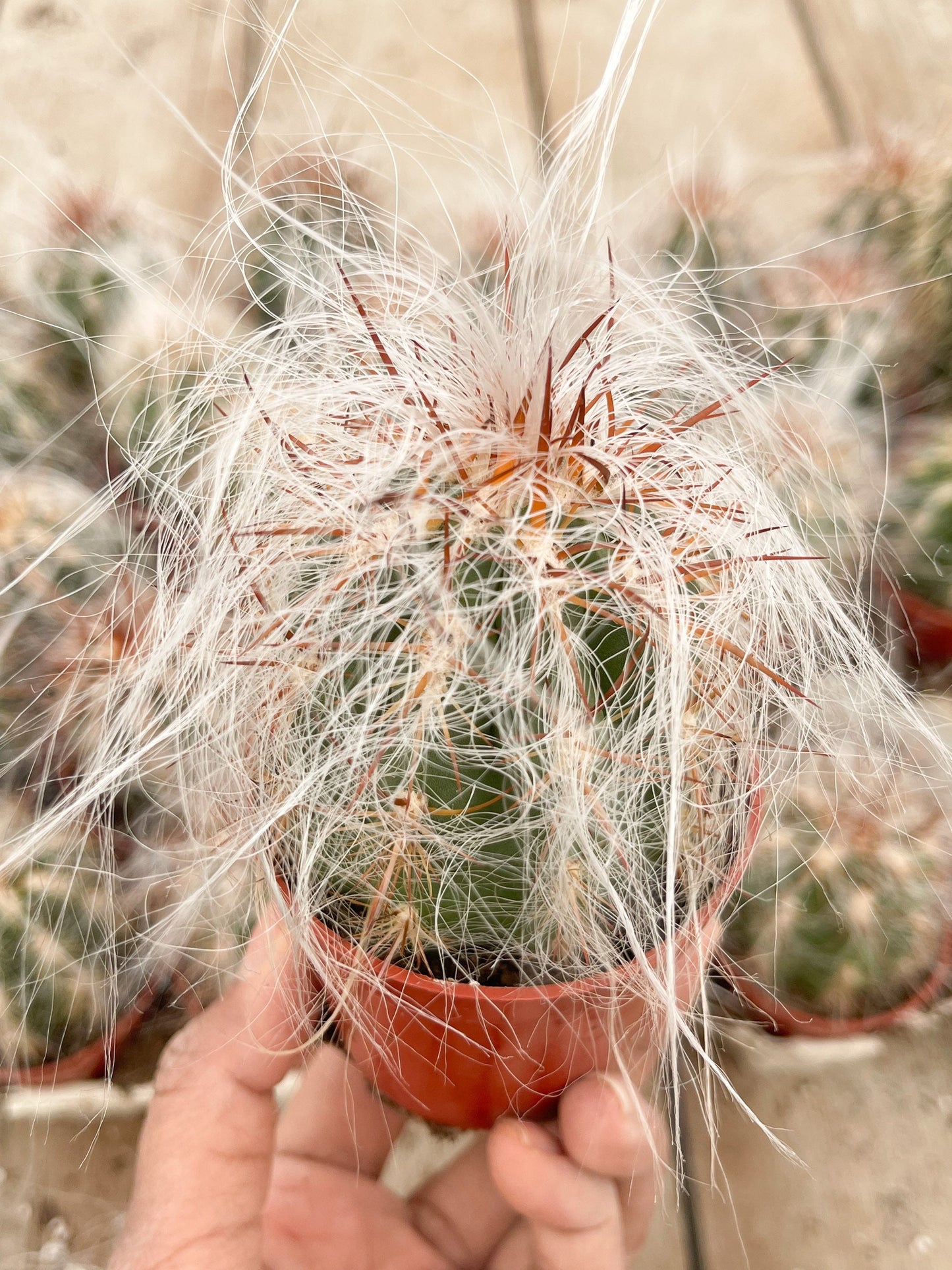 Oreocereus Trollii | Old Man Cactus | Live Cactus