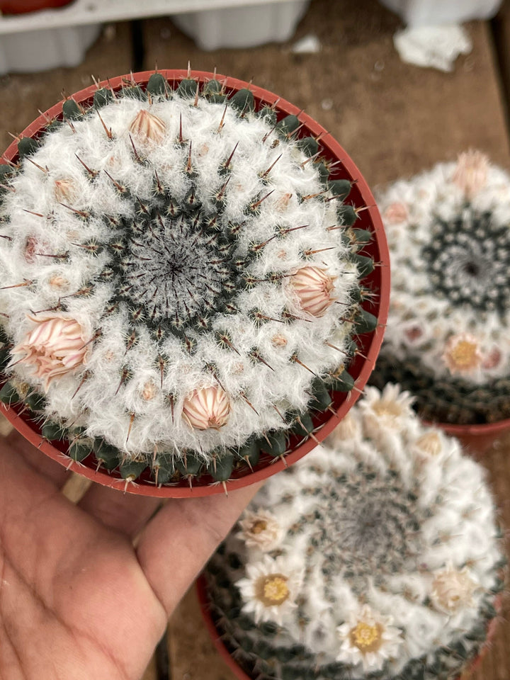 Hairy Mammillaria Cactus | Live Cactus