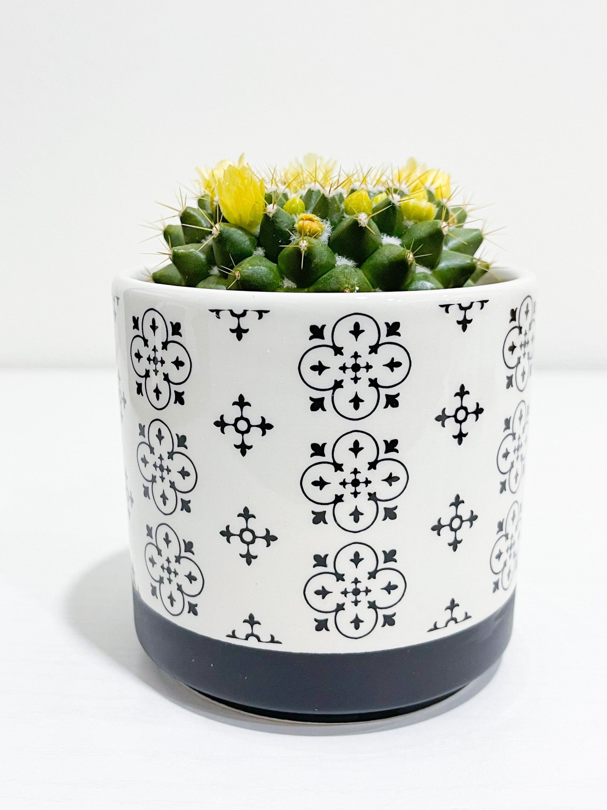 Black Theme Indoor Ceramic cactus & succulents Pot | Planter Succulent | Planter Flower Pot | Outdoor Garden Bonsai Pots