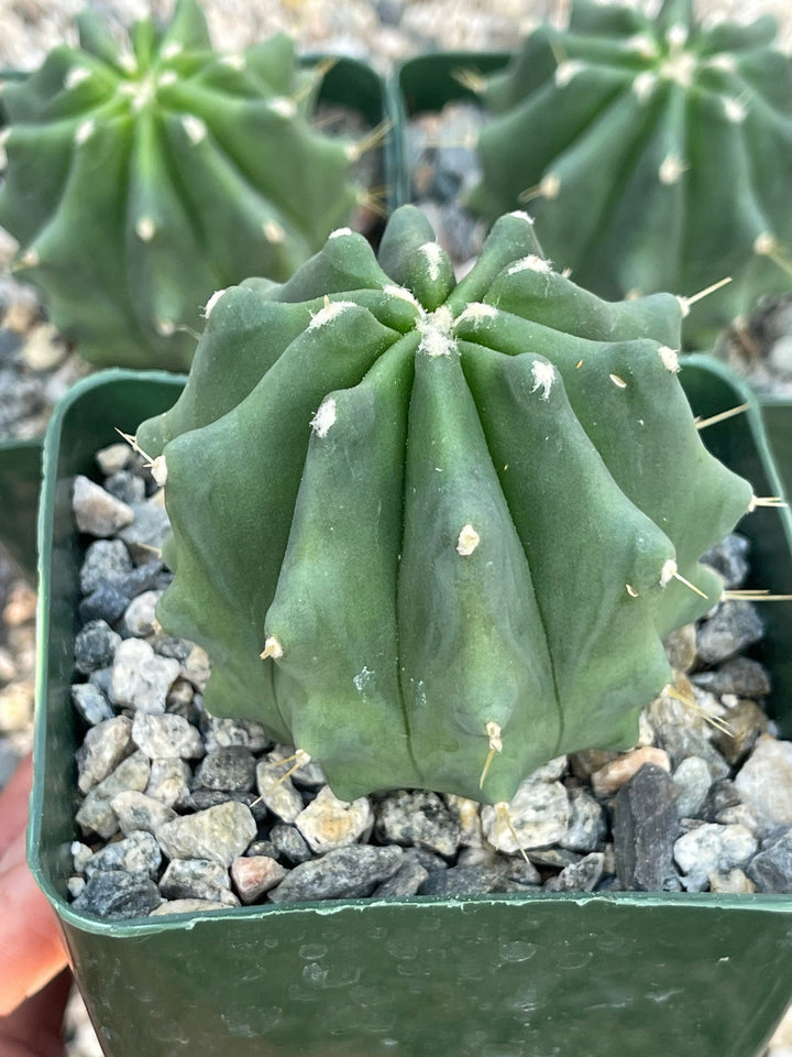 Ferocactus Glaucescens f. Inermis | Rare Cactus