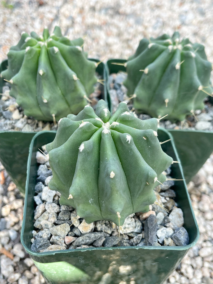 Ferocactus Glaucescens f. Inermis | Rare Cactus