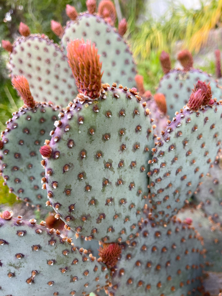 Opuntia “baby rita” | prickly pear cactus | Santa Rita Prickly Pear Cactus | Purple Cactus