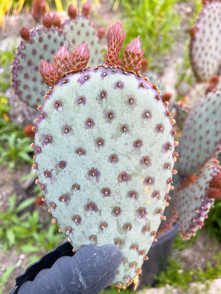 Opuntia “baby rita” | prickly pear cactus | Santa Rita Prickly Pear Cactus | Purple Cactus