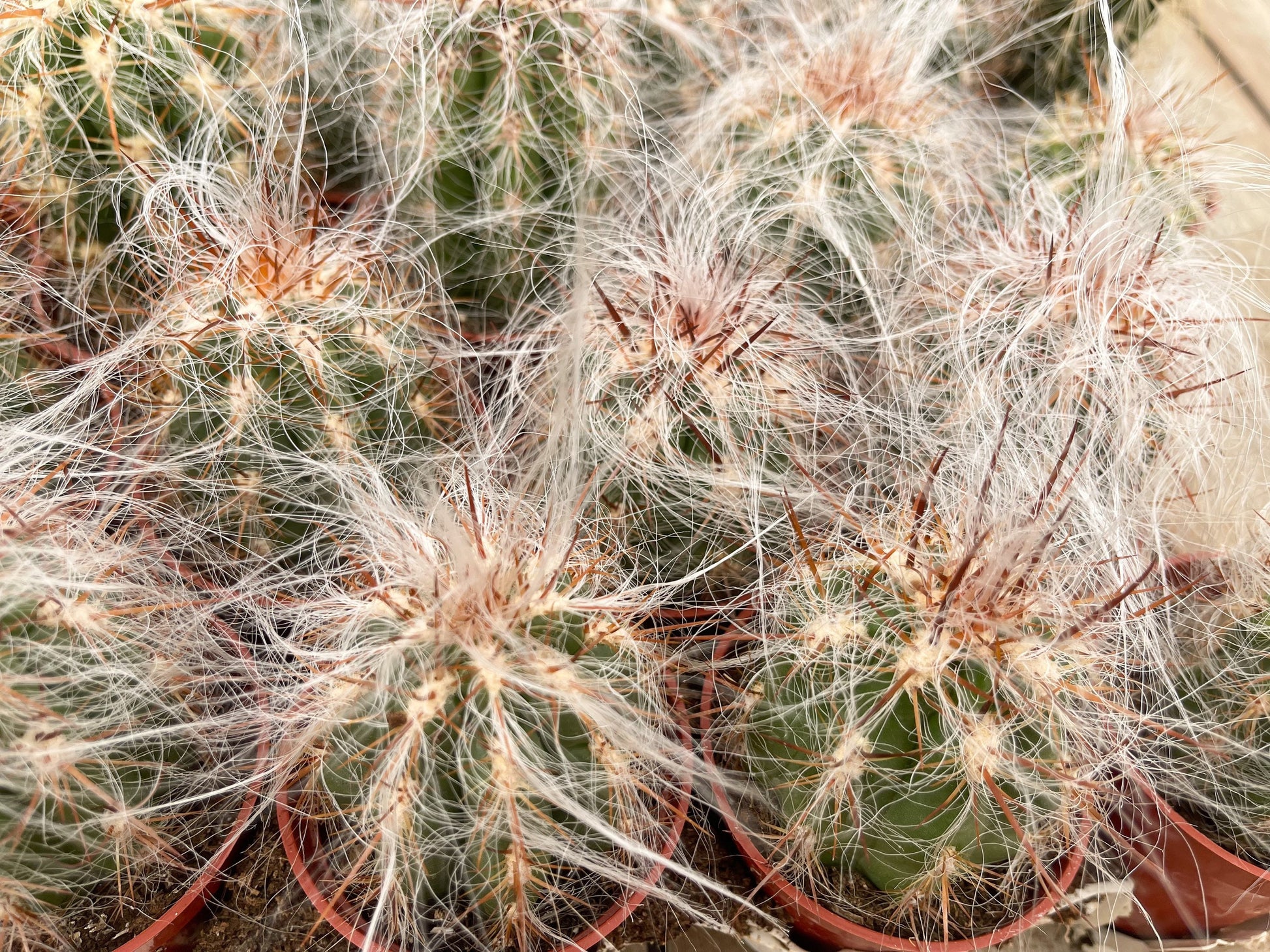 Oreocereus Trollii | Old Man Cactus | Live Cactus