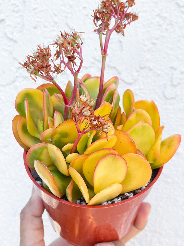 4” Cutting Jade Plant | Crassula Ovata | Live Succulent