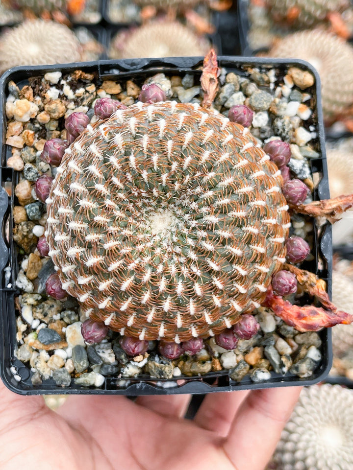 Sulcorebutia Arenacea | Live Cactus