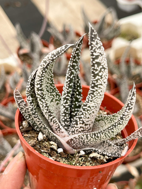 May include: A small potted succulent plant with white and green spiky leaves. The plant is in a red plastic pot.