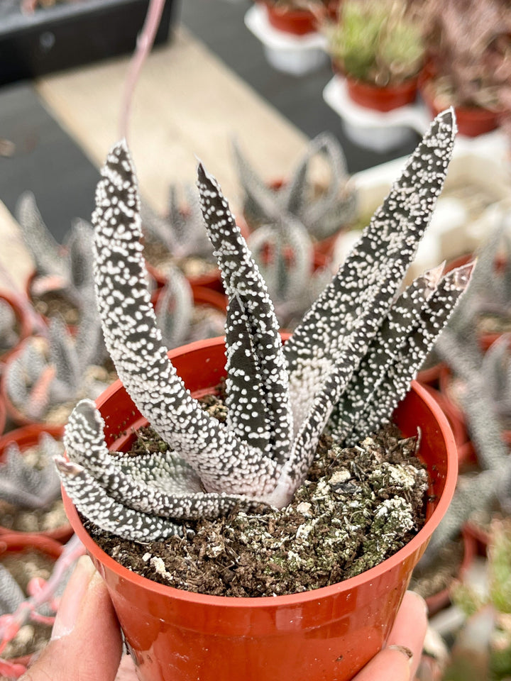 May include: A small potted succulent plant with white and dark green leaves. The plant is in a red plastic pot with brown soil.