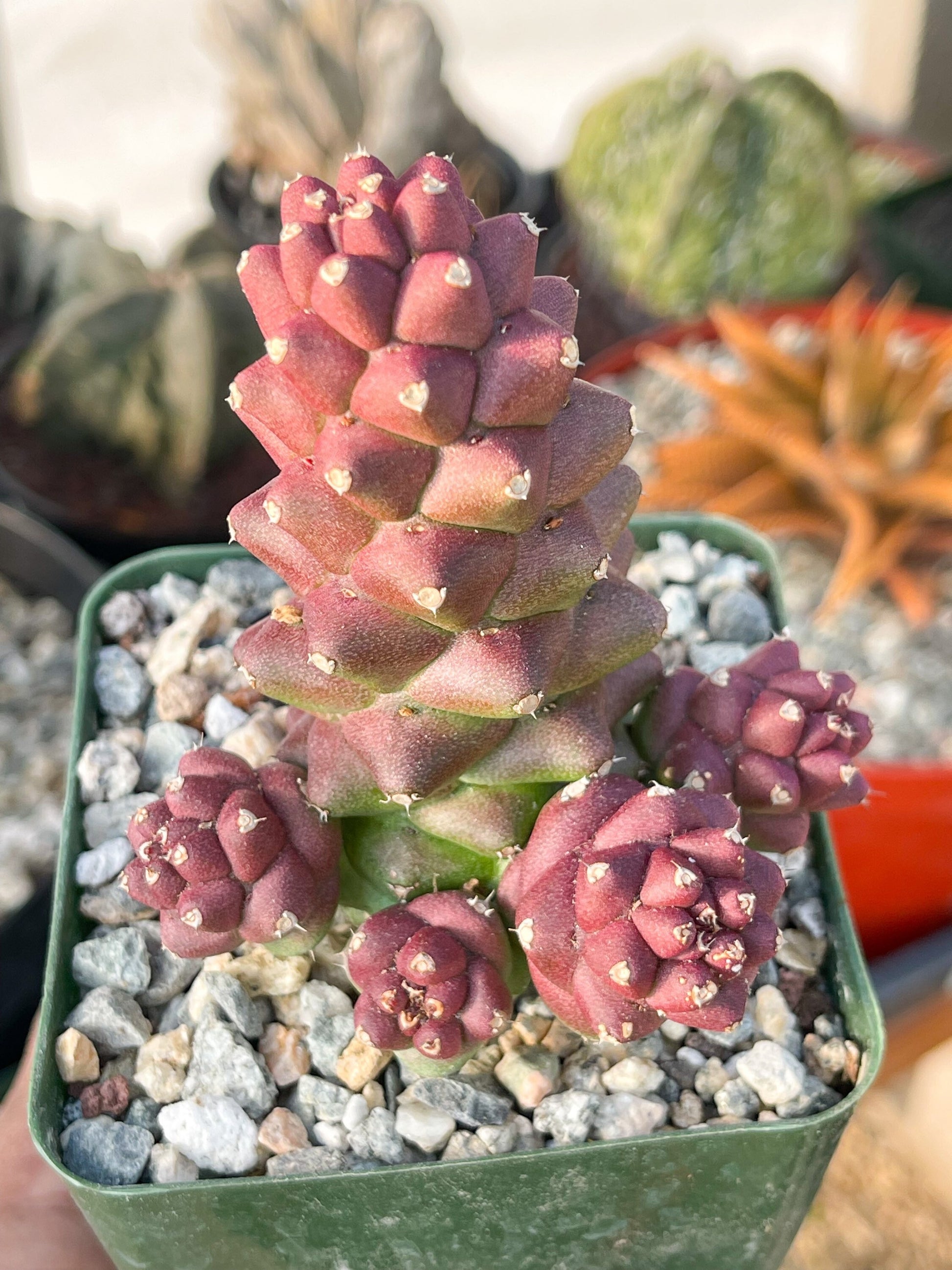 Monadenium Ritchei | Rare Item | Live Succulent