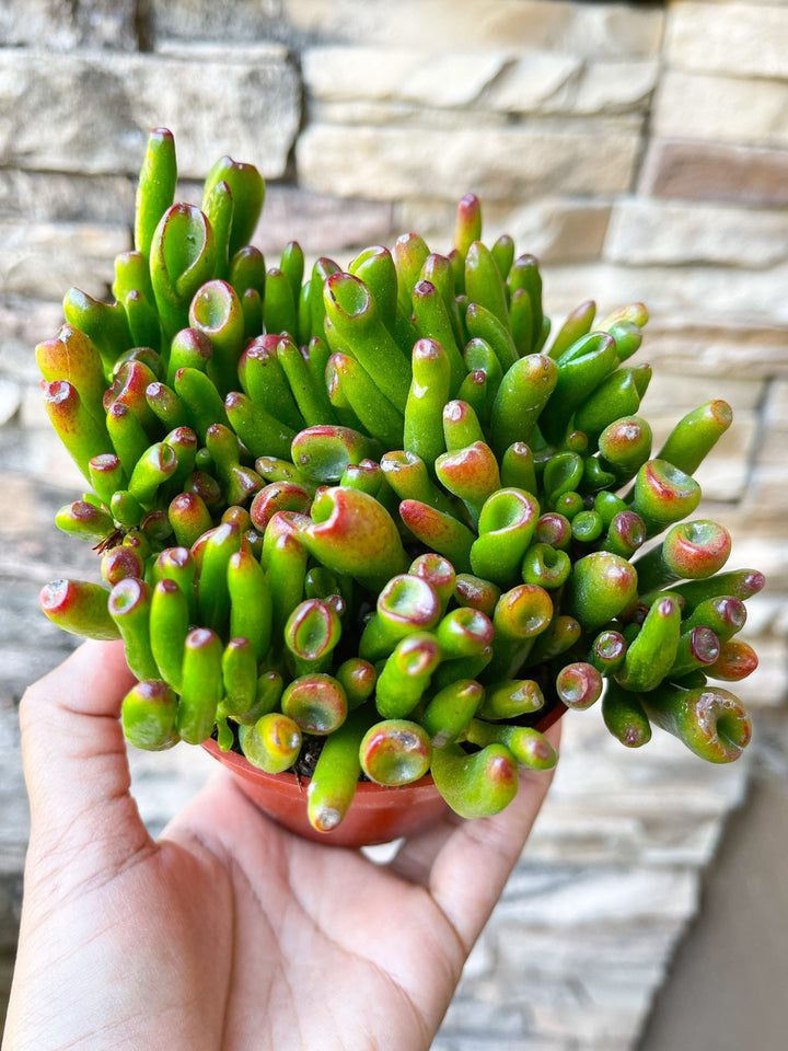 4” Cutting Jade Plant | Crassula Ovata | Live Succulent