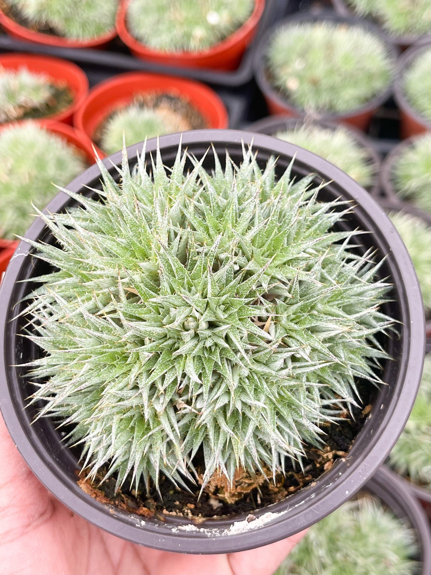 Deuterocohnia Brevifolia | Live Plant