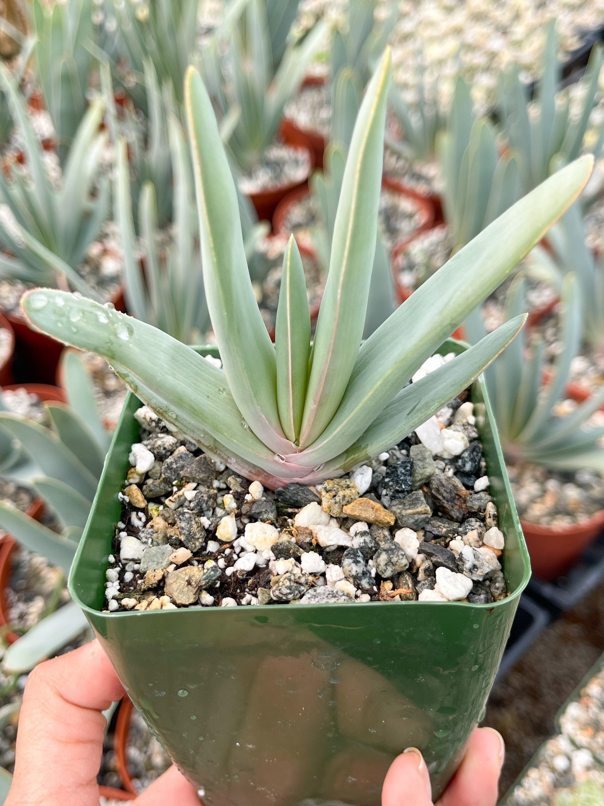 Fan Aloe | Aloe Plicatilis | Kumara plicatilis | Live Succulent