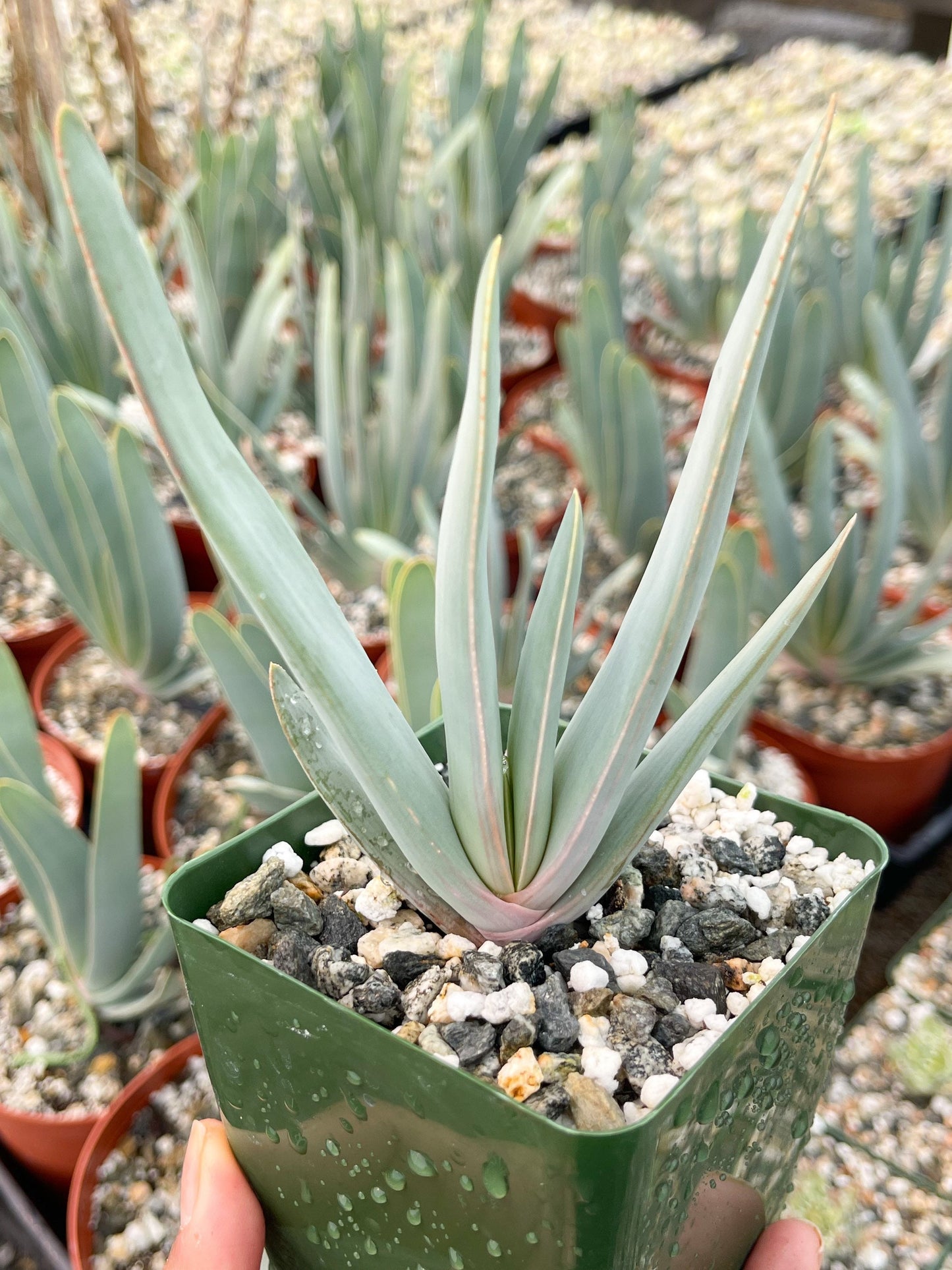 Fan Aloe | Aloe Plicatilis | Kumara plicatilis | Live Succulent