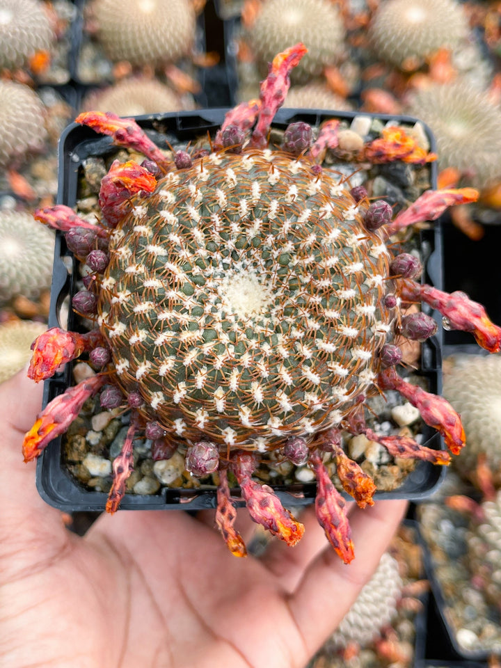 Sulcorebutia Arenacea | Live Cactus