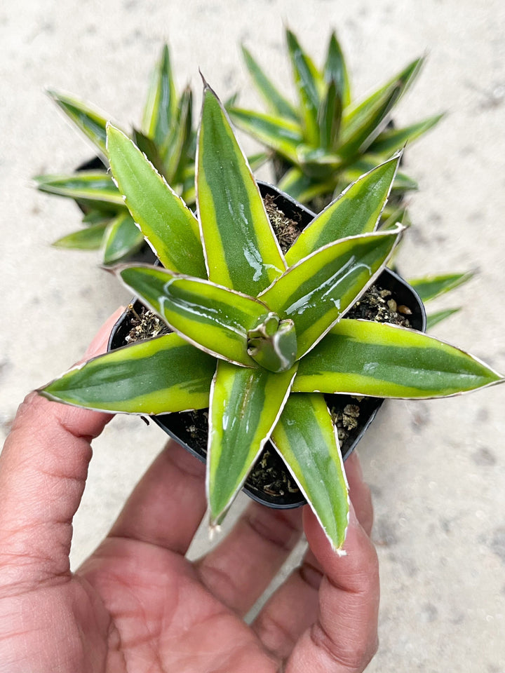 Variegated Agave Victoria | Rare Agave