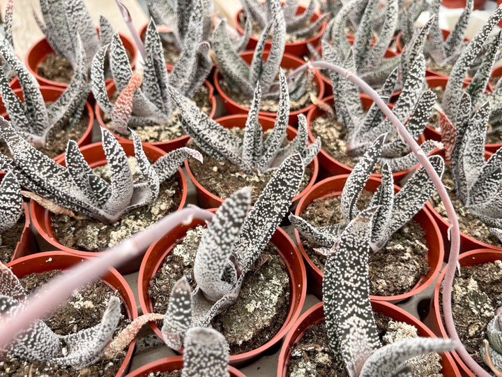 May include: Close up of a group of small potted plants with white and gray spotted leaves. The plants are in red plastic pots and are arranged in a close-up view.