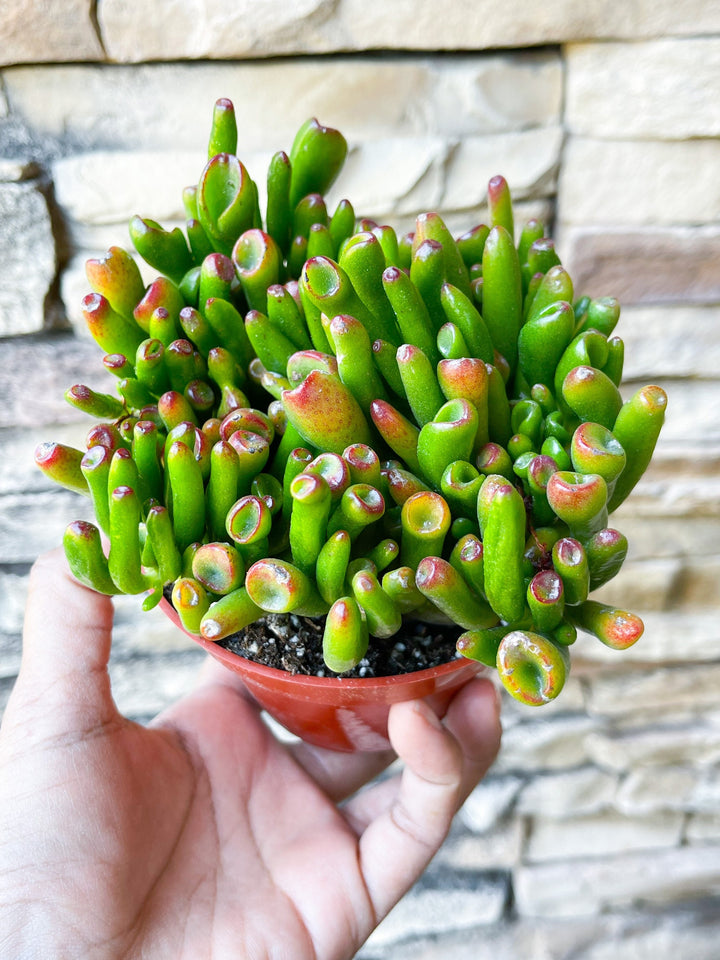 4” Cutting Jade Plant | Crassula Ovata | Live Succulent