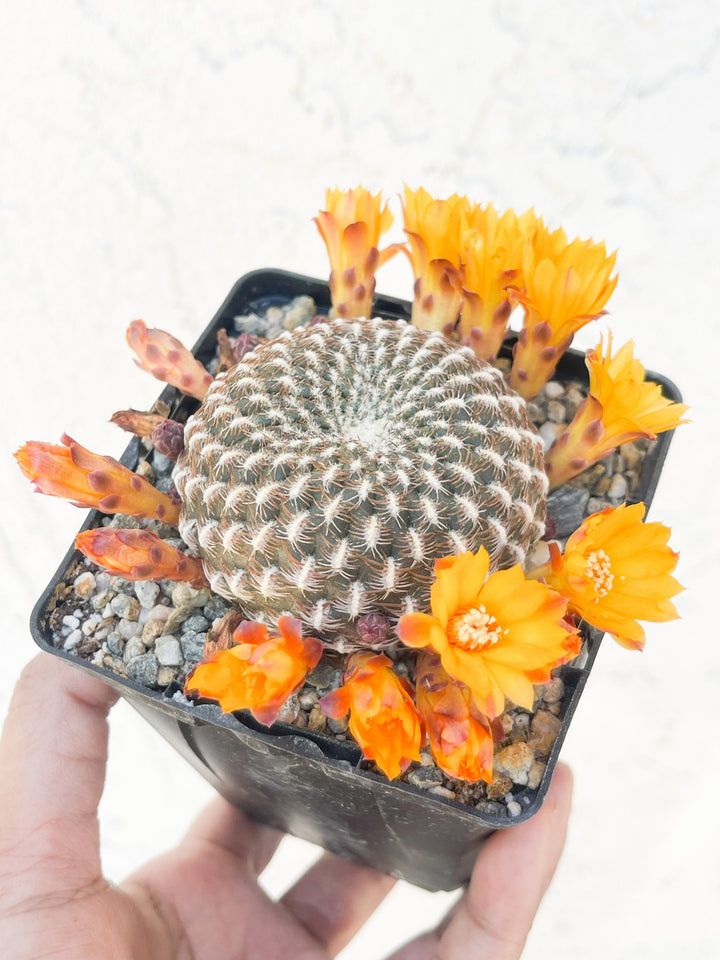 Sulcorebutia Arenacea | Live Cactus