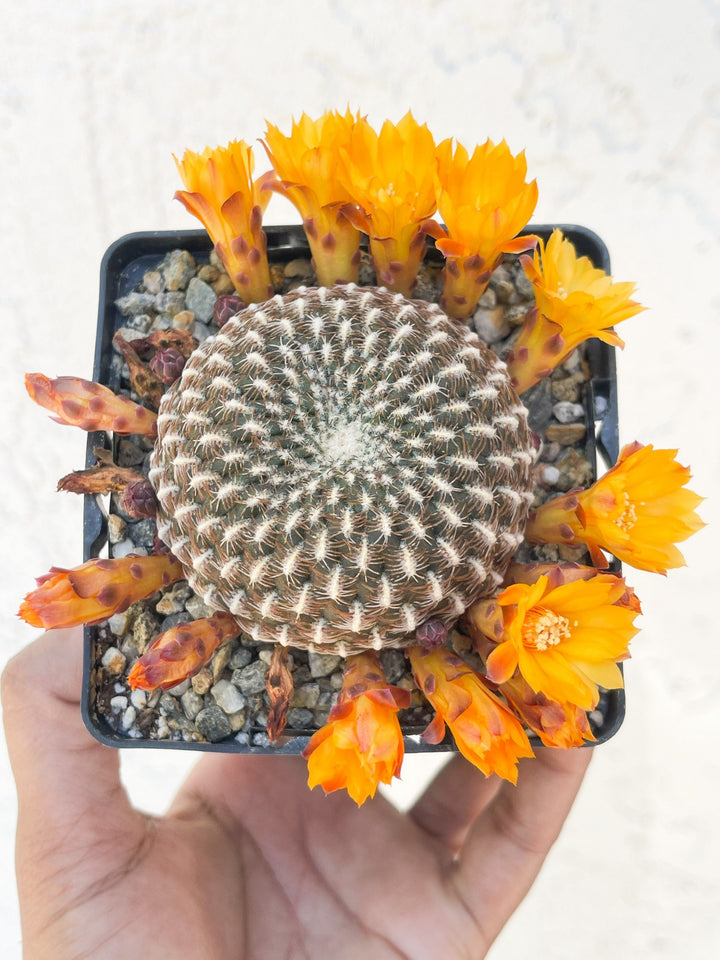 Sulcorebutia Arenacea | Live Cactus