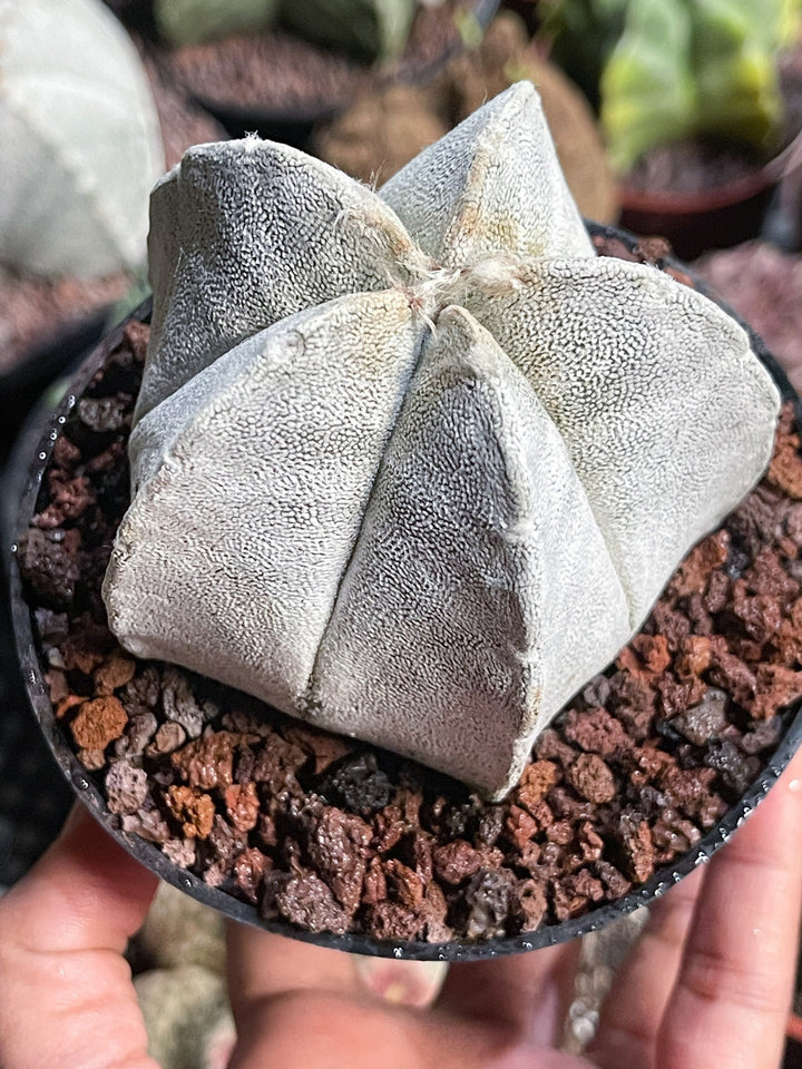 White Astrophytum Coahuilense | Live Cactus | Rare Cactus