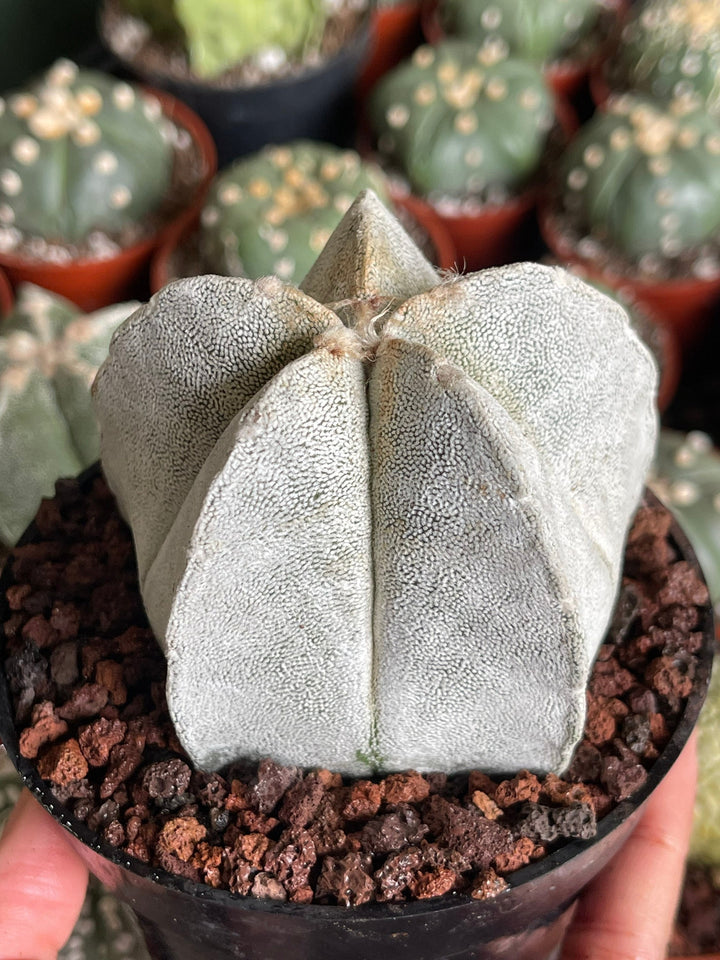 White Astrophytum Coahuilense | Live Cactus | Rare Cactus