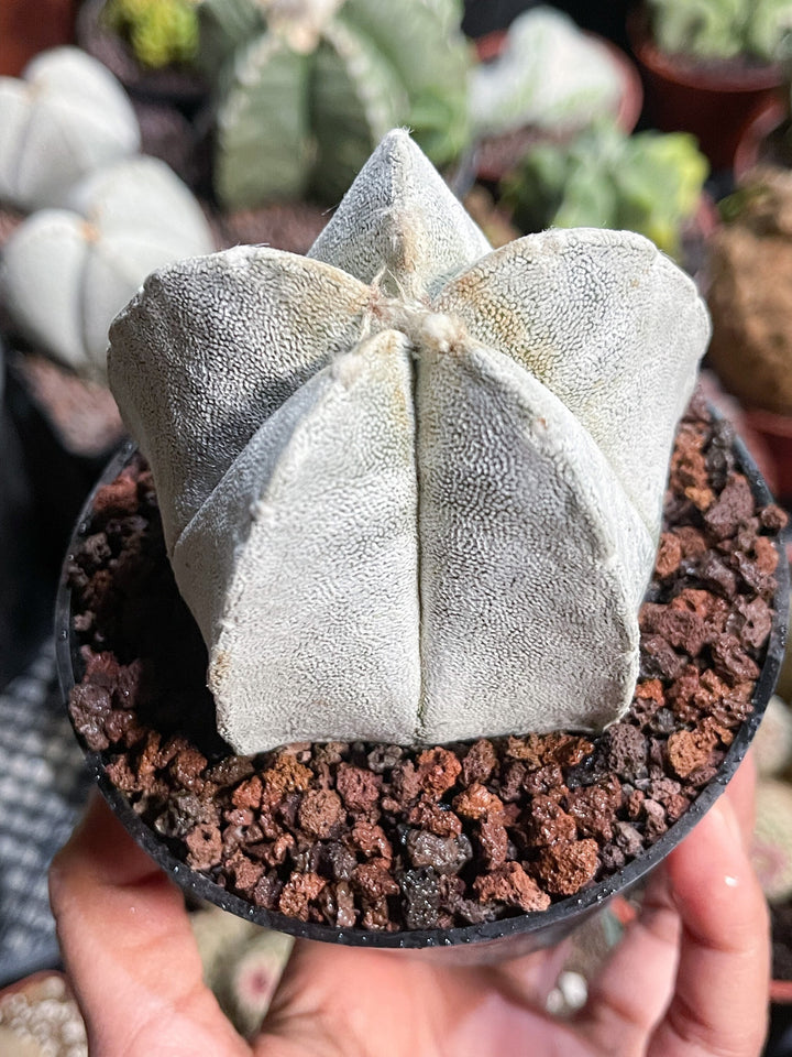 White Astrophytum Coahuilense | Live Cactus | Rare Cactus