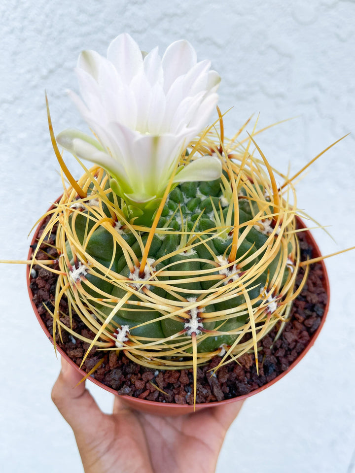 Gymnocalycium Multiflorum Live Cactus | Rare Cactus