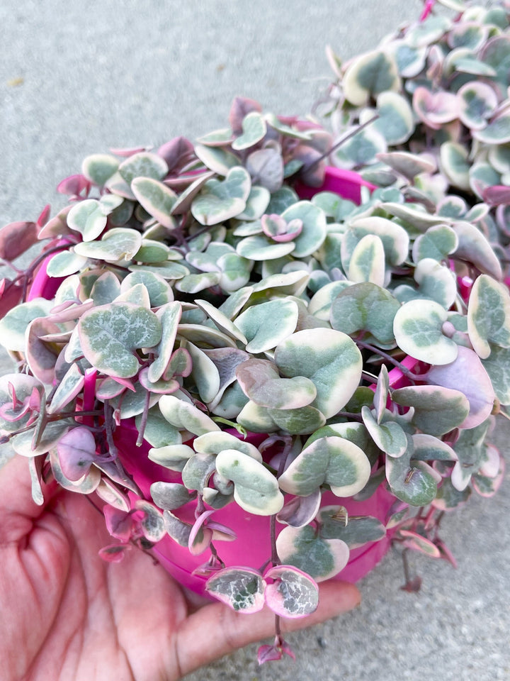 Variegated String Of Hearts | String Succulent | Live Succulent