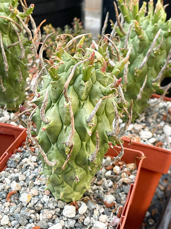 Euphorbia Schoenlandii | Rare Cactus | Live Plant