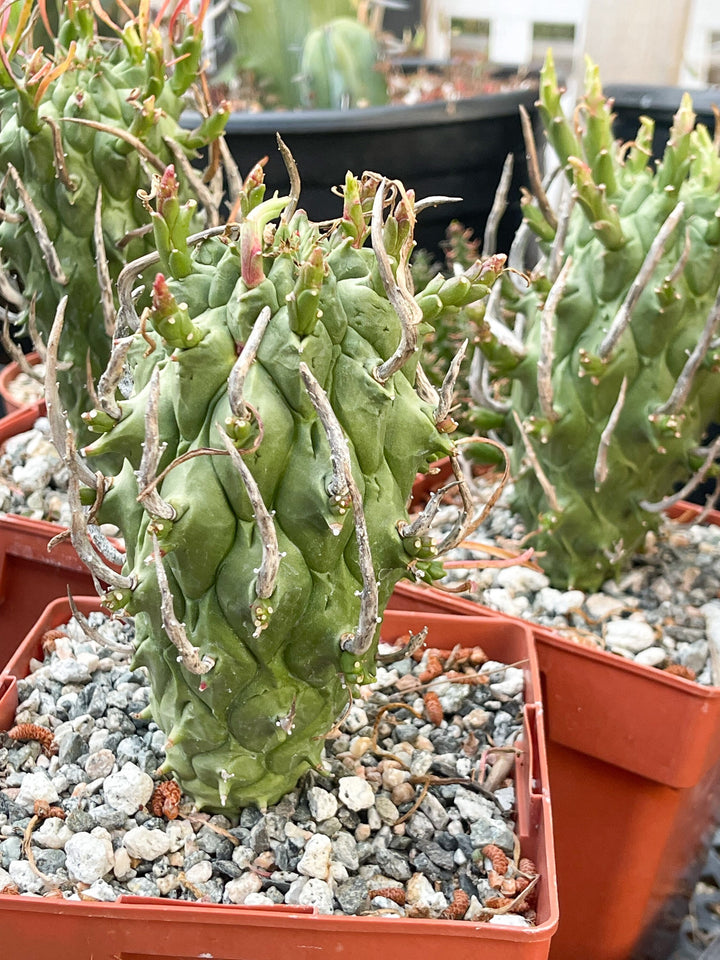Euphorbia Schoenlandii | Rare Cactus | Live Plant