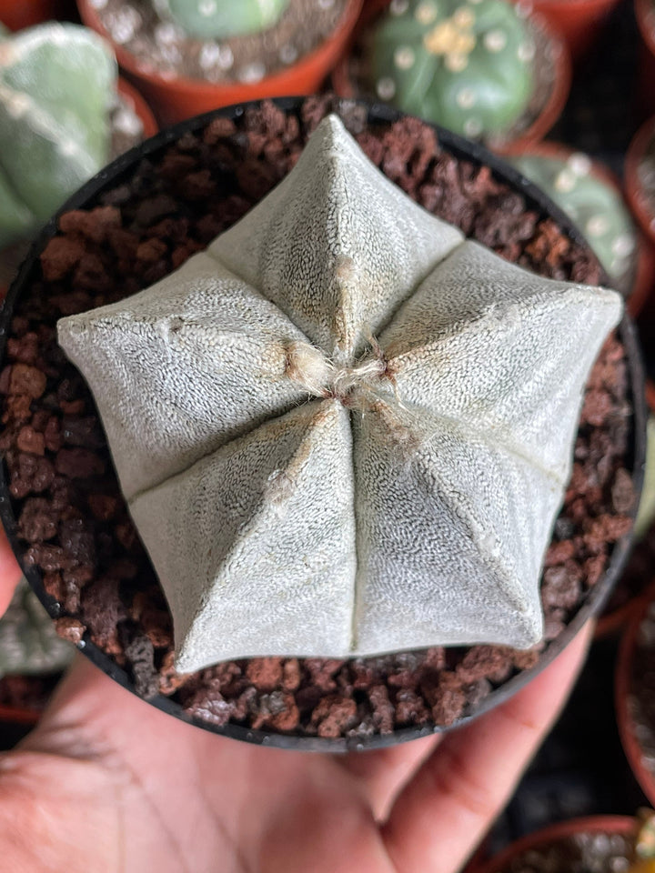 White Astrophytum Coahuilense | Live Cactus | Rare Cactus