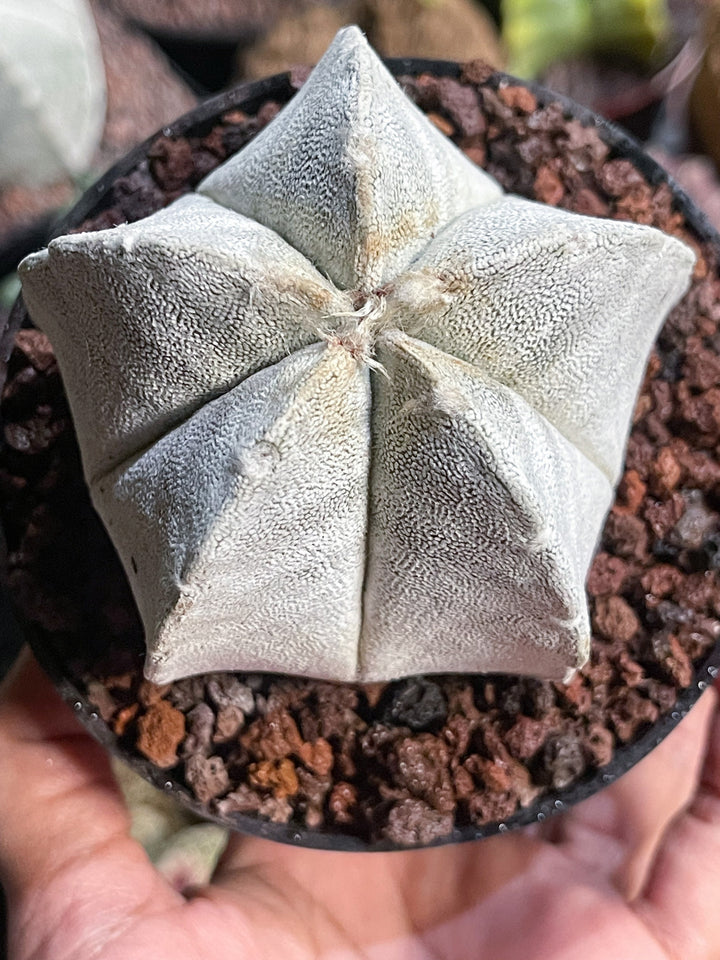 White Astrophytum Coahuilense | Live Cactus | Rare Cactus