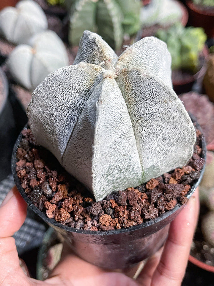 White Astrophytum Coahuilense | Live Cactus | Rare Cactus