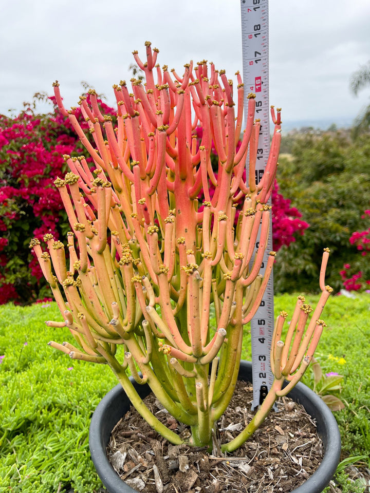 Fire Stick bushy cutting/clipping | Euphorbia Tirucalli | Pencil cactus | live succulent