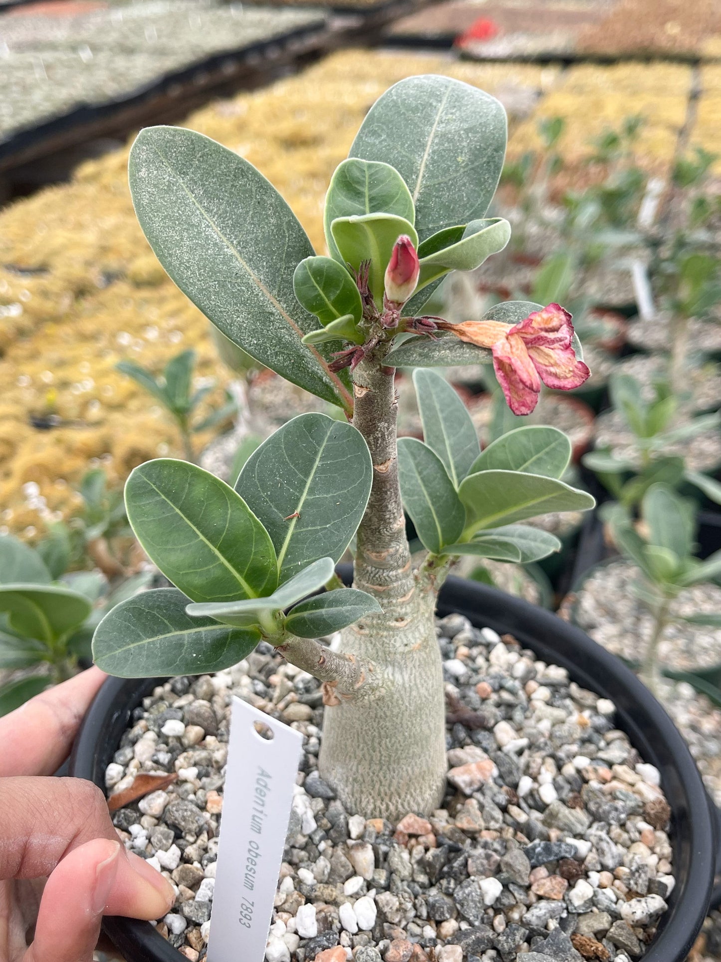 Adenium Obesum | Live plant | Desert Rose