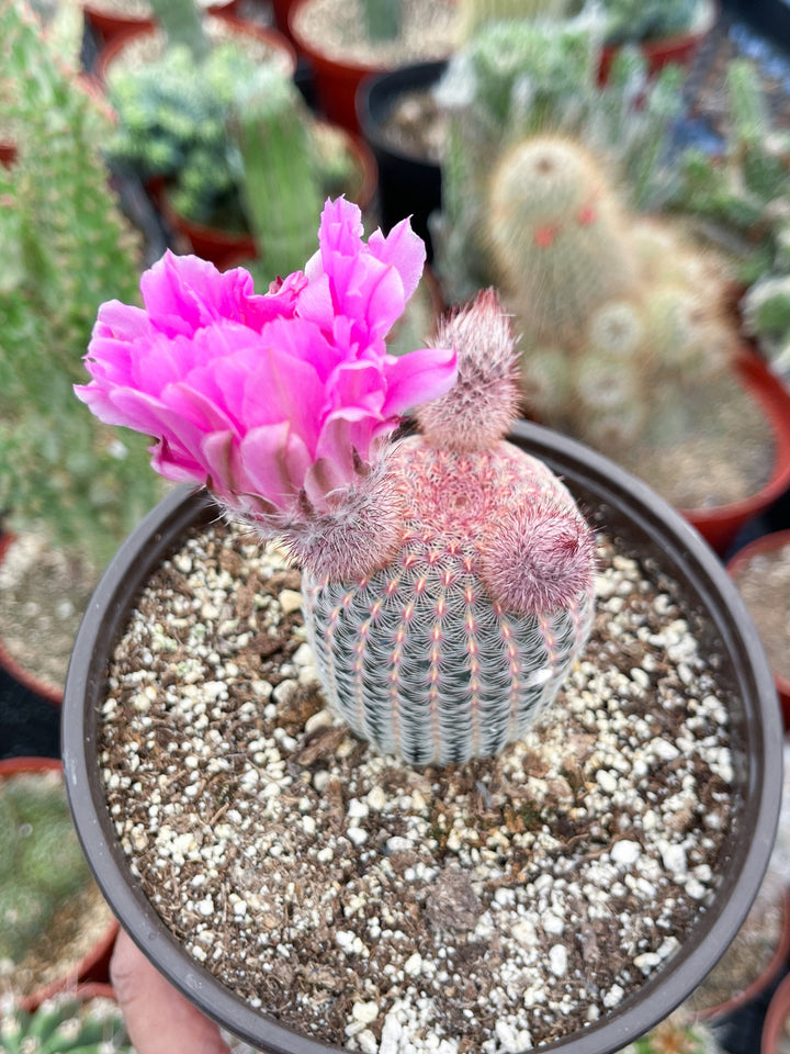 Rainbow Cactus | Rare Cactus | Echinocereus rigidissimus