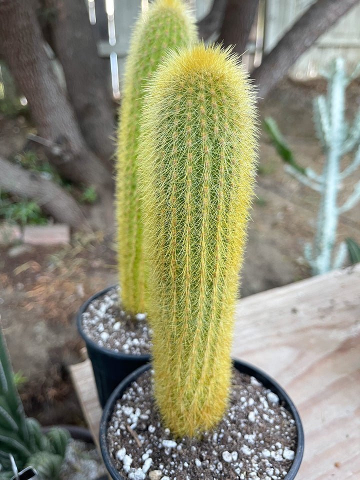 Golden Rat Tail cactus | Live Cactus