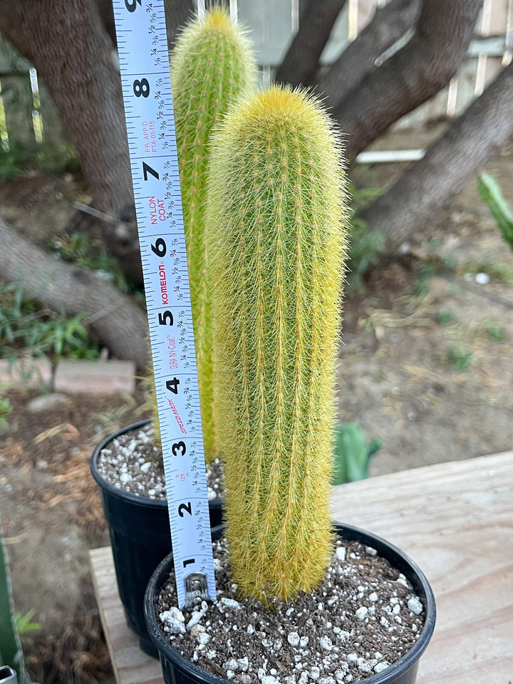 Golden Rat Tail cactus | Live Cactus