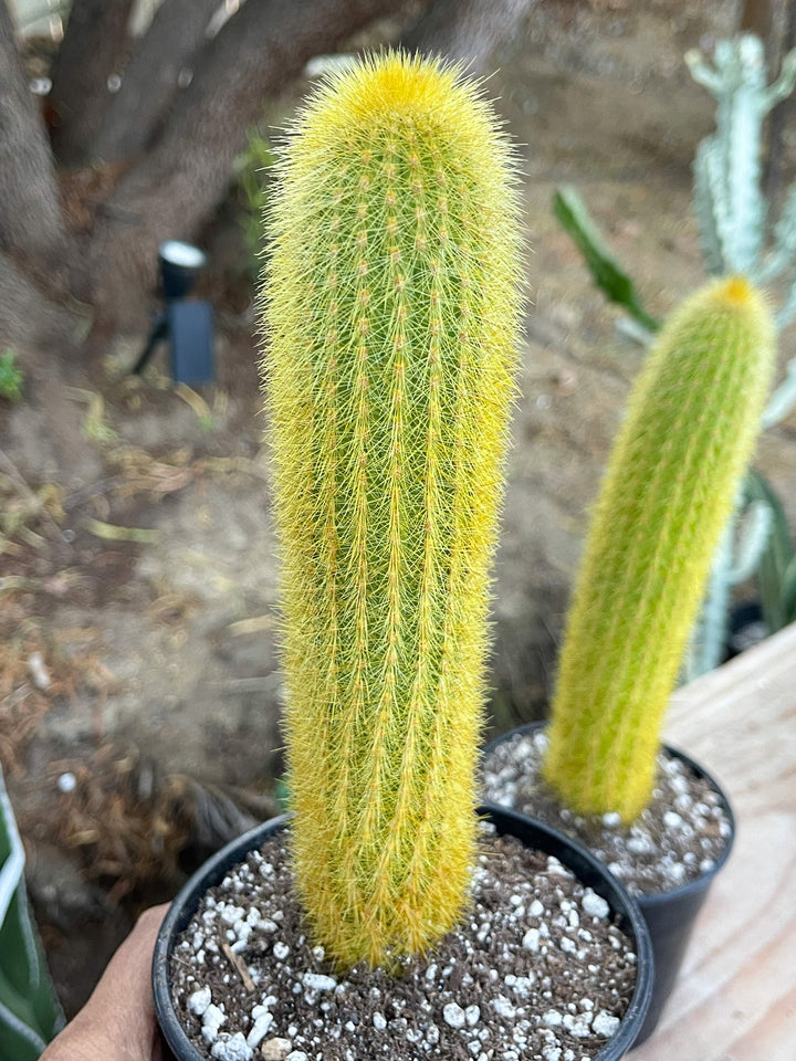 Golden Rat Tail cactus | Live Cactus