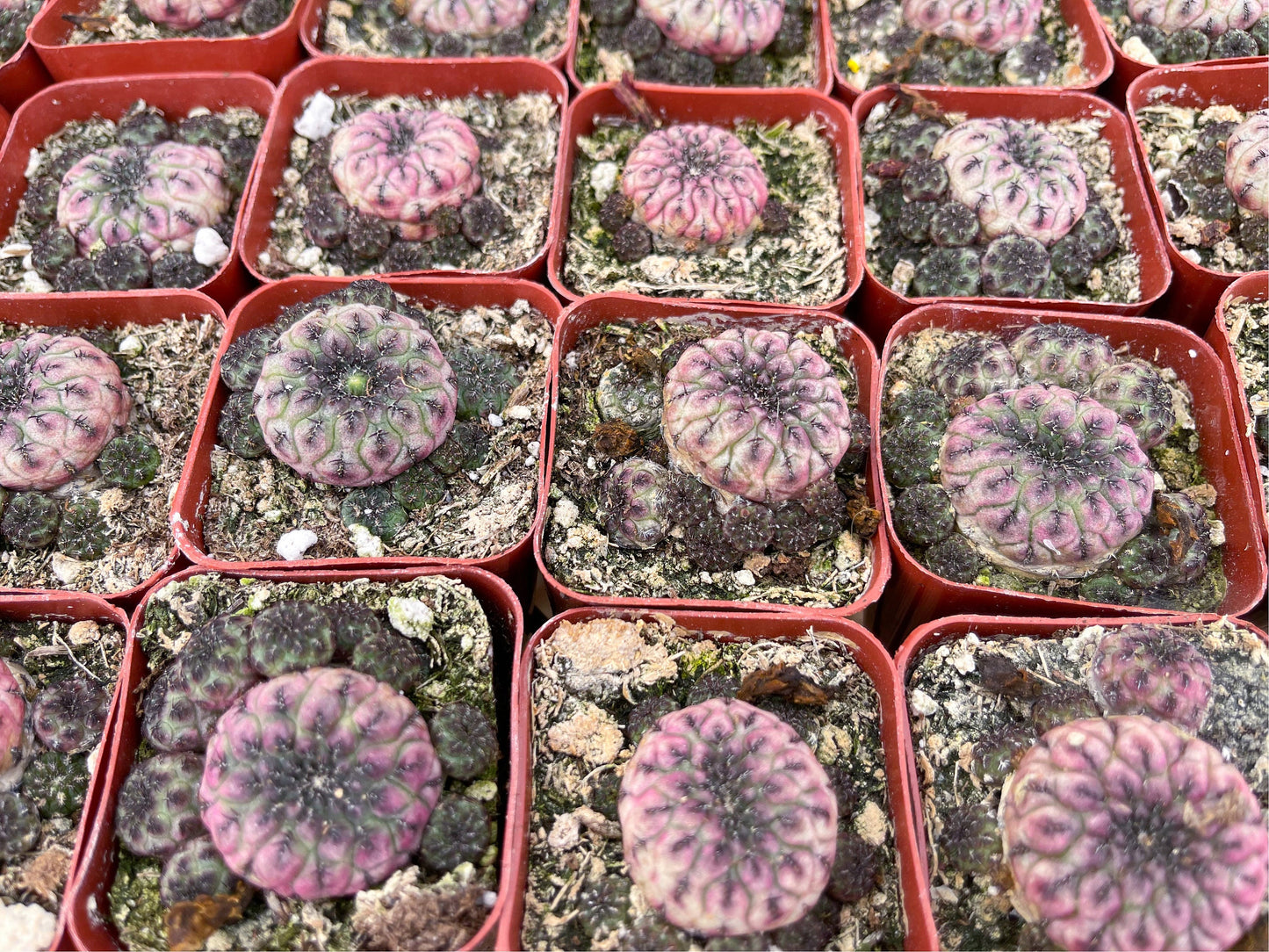 Sulcorebutia rauschii violaceidermis cactus | Live Cactus | Rare Cactus