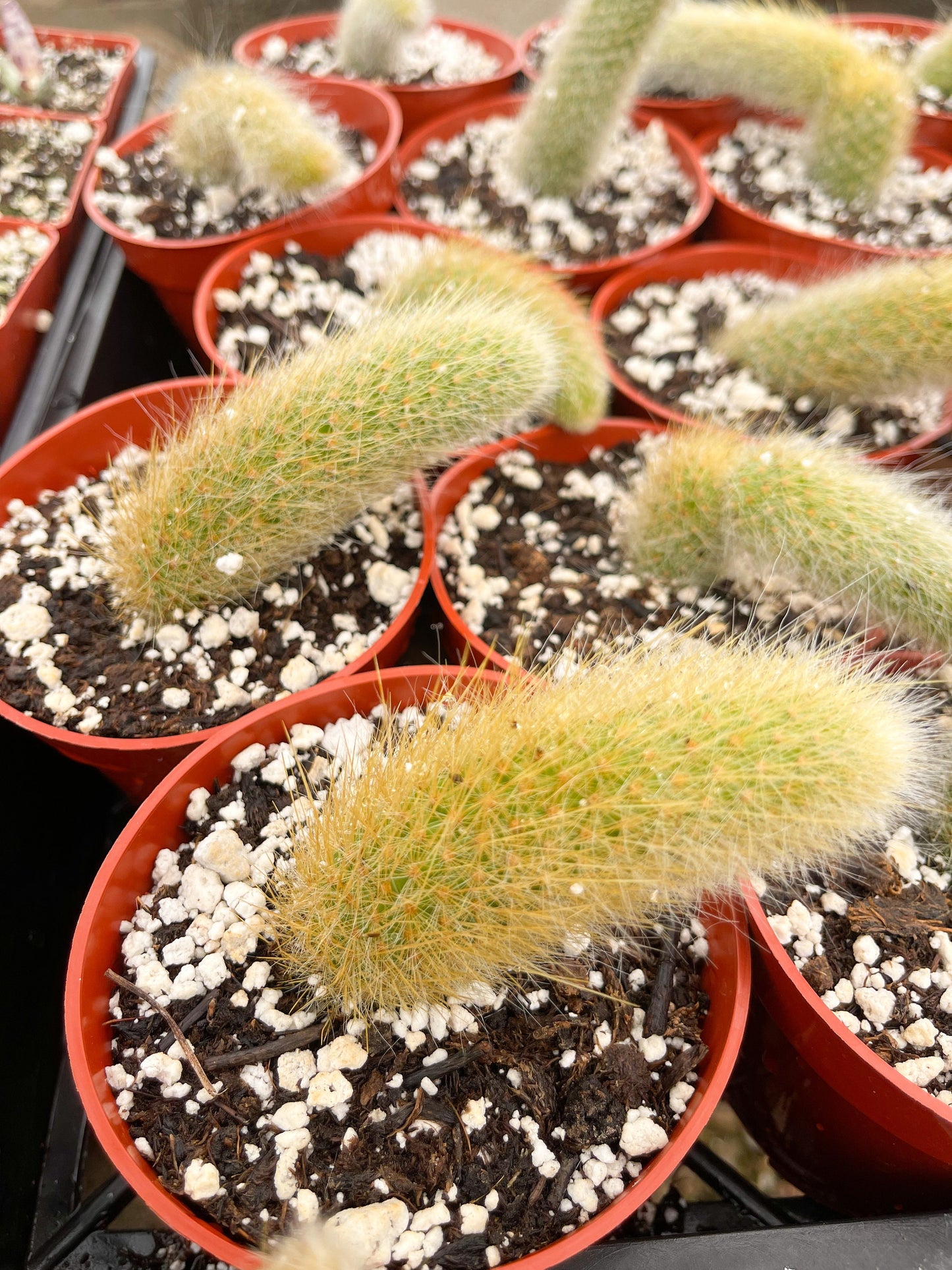 Monkey Tail Cactus | Hildewintera Colademononis | Rare cactus