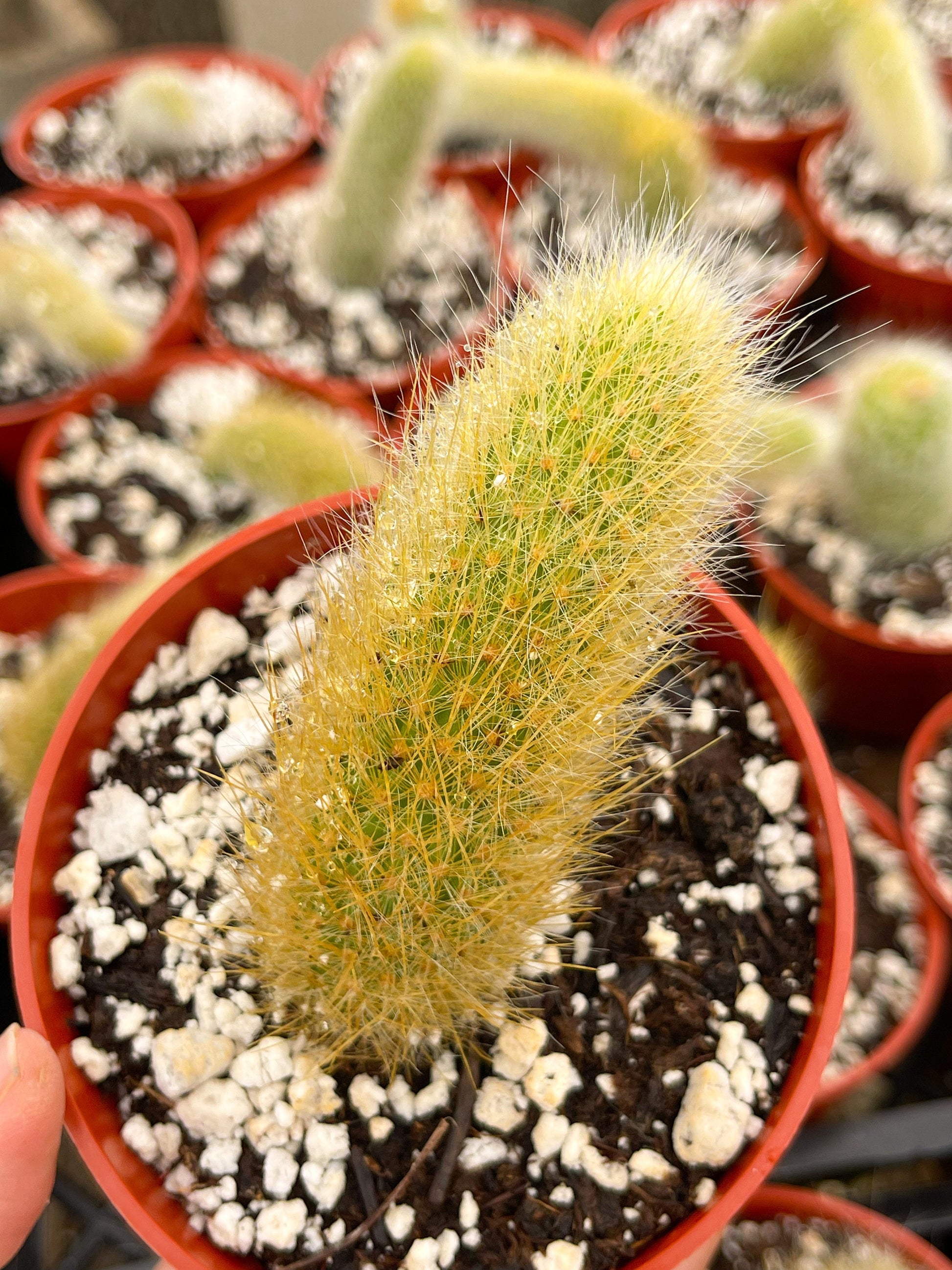 Monkey Tail Cactus | Hildewintera Colademononis | Rare cactus