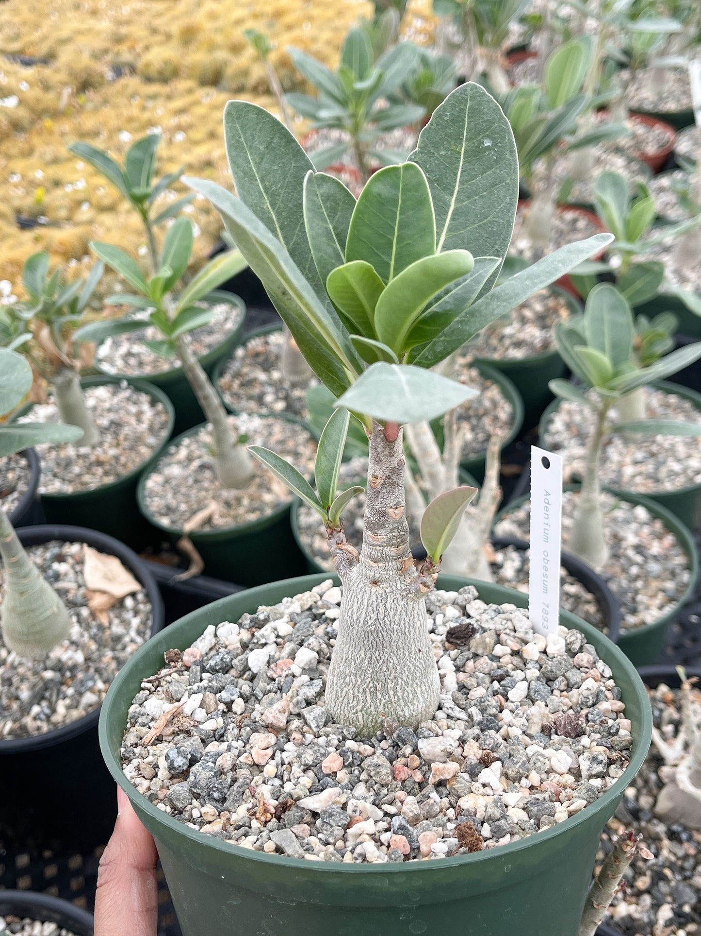 Adenium Obesum | Live plant | Desert Rose