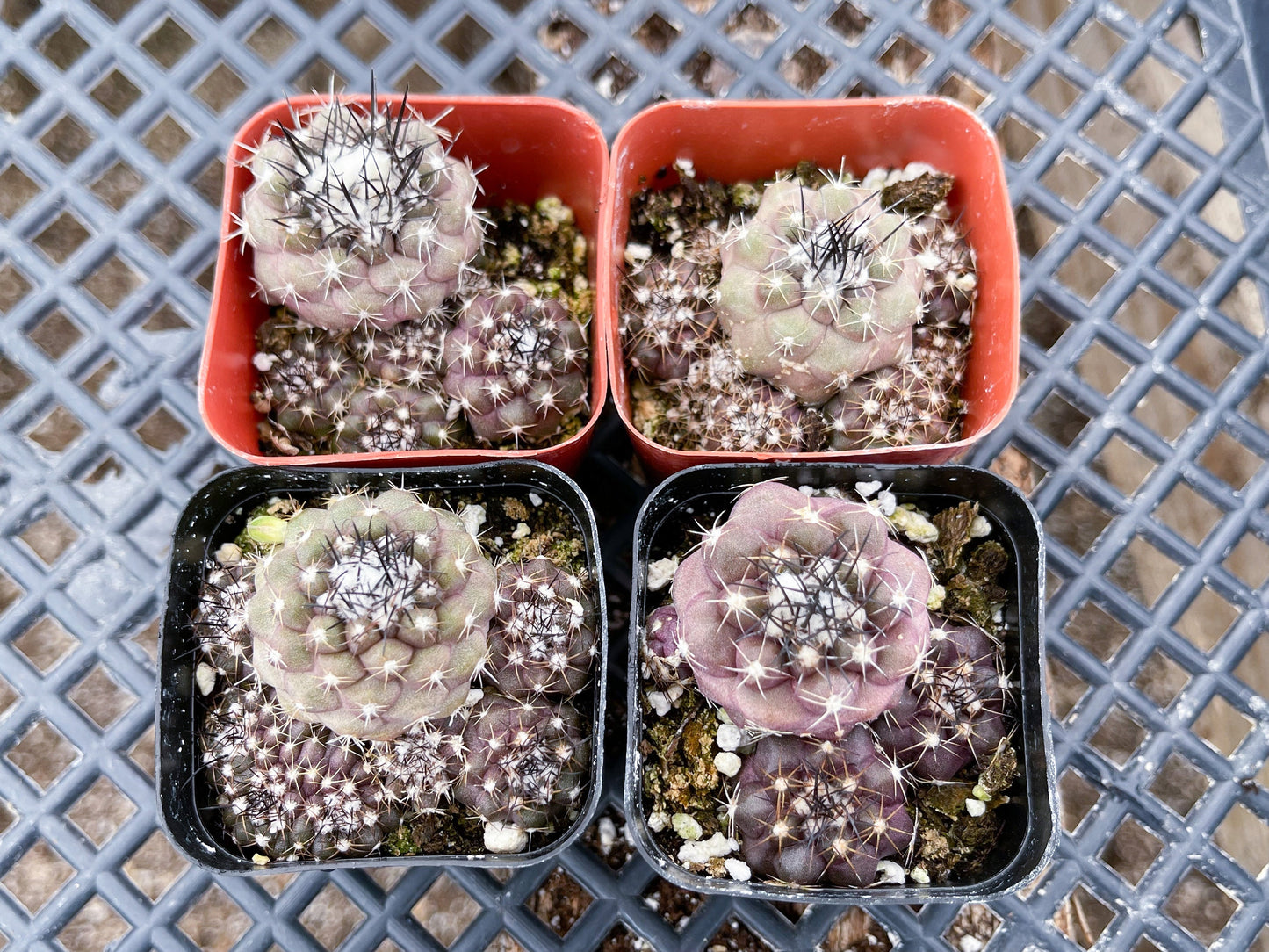 Copiapoa humilis Cactus cluster | Live Cactus